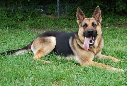 Watchdog Bow Wow. December's Breed of the Month: The German Shepard! « Camp Bow Wow Westlake, Ohio