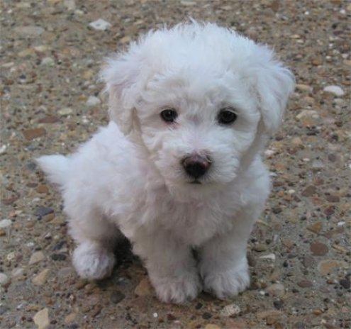 Bichon Frise Puppies Bichon Frise Puppies