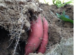 harvesting sweet potatoes