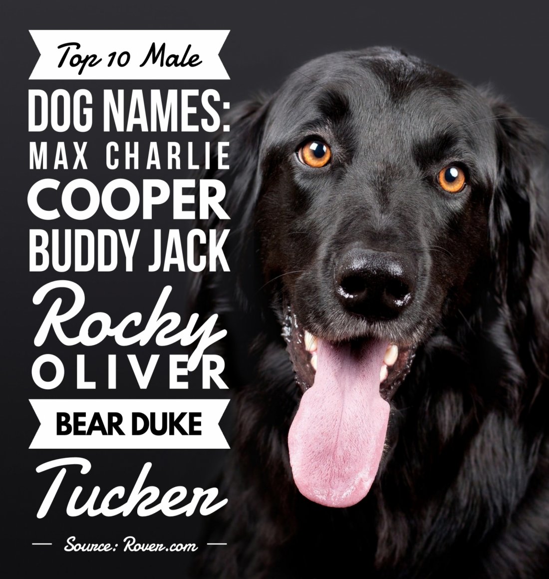 Top 10 Male Dog Names