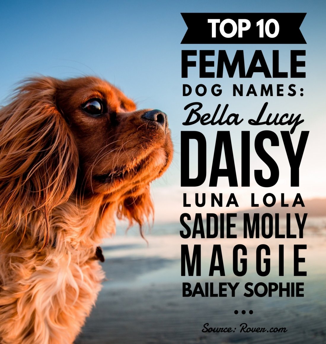 Top 10 Female Dog Names