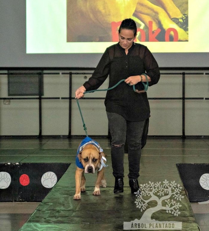 Rokko on the runway