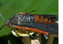 squash vine borer