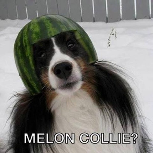 melon collie