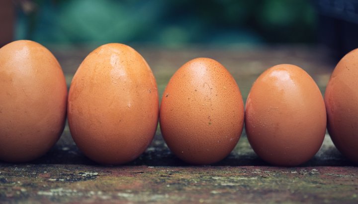 farmers market eggs, photo by Lauren Gallagher