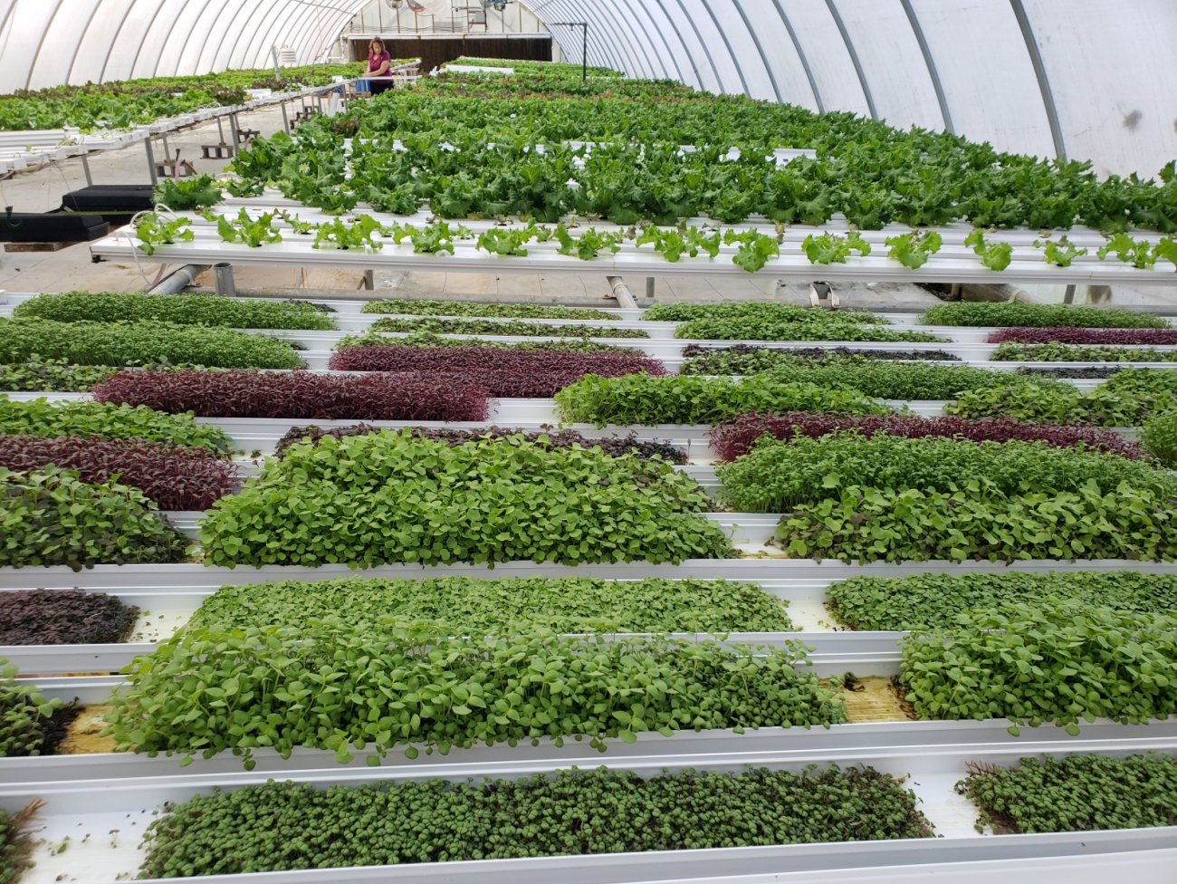 Hydroponics greenhouse at Farm Fresh Ventures