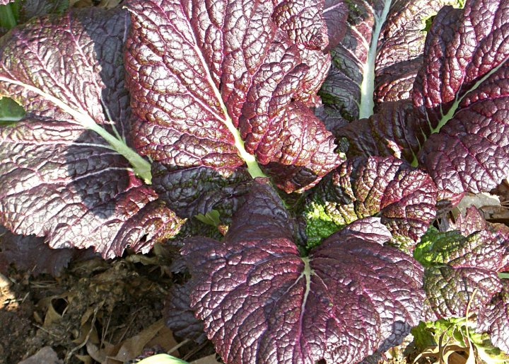 giant red mustard, photo by Linda Cook