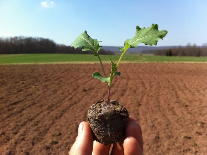 plant start, photo by The Farmer's Hands