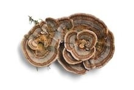 Turkey Tail “The cloud mushroom”