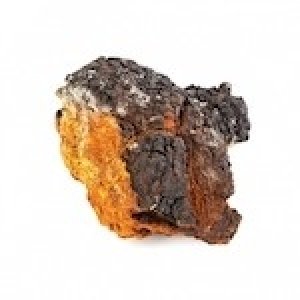 chaga "The diamond of the forest"