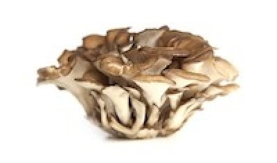 Maitake “Dancing mushroom” (Grifola frondose)