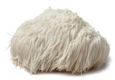 Lion’s Mane “The brain booster” (Hericium erinaceus)