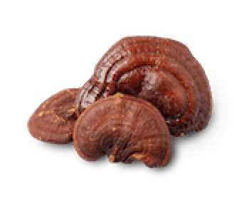 Reishi “The mushroom of immortality” (Ganoderma lucidum)