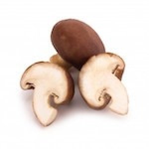 Shiitake “The elixir of life” (Lentinula edodes)