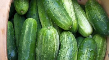 cukes