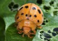 beetle