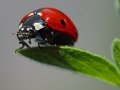 lady bug