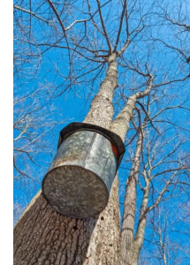 sugaring