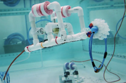 seaperch